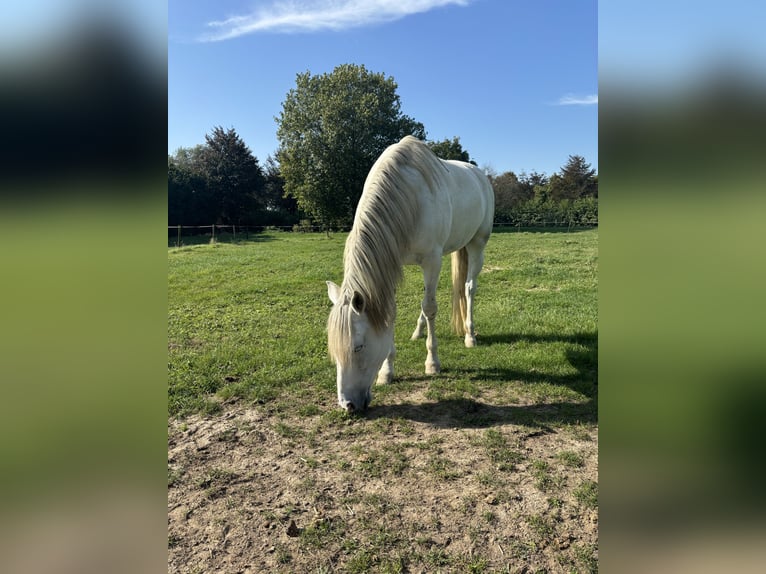 PRE Gelding 10 years 16 hh Gray-Blue-Tan in Beusichem