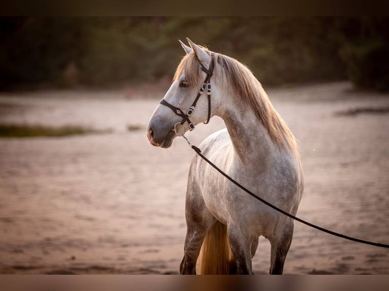 PRE Gelding 10 years 16 hh Gray-Blue-Tan in Beusichem