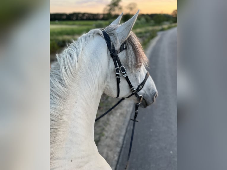 PRE Gelding 10 years 16 hh Gray-Blue-Tan in Beusichem