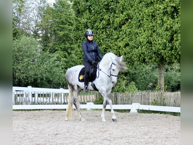 PRE Gelding 10 years 16 hh Gray-Blue-Tan in Beusichem