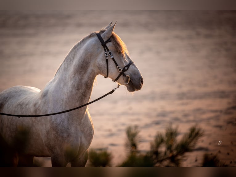 PRE Gelding 10 years 16 hh Gray-Blue-Tan in Beusichem