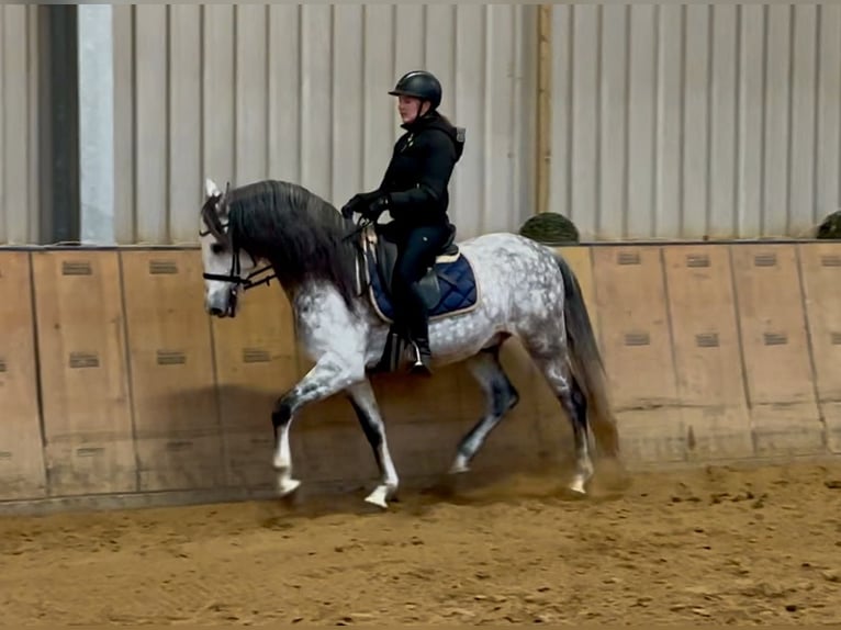 PRE Gelding 10 years 16 hh Gray-Dapple in Neustadt (Wied)