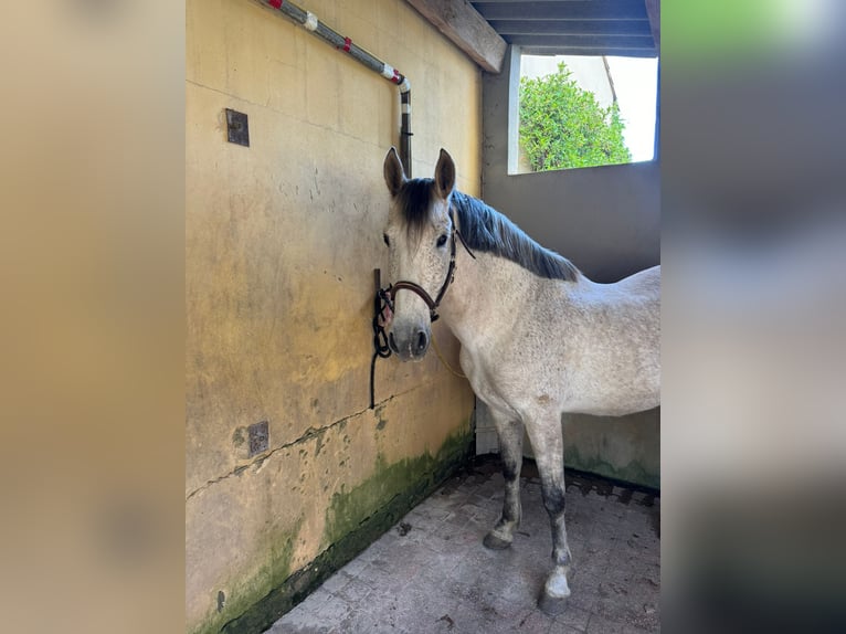 PRE Mix Gelding 10 years 16 hh Gray in N&#xEE;mes