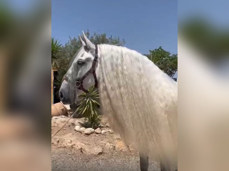 PRE Mix Gelding 10 years 16 hh Grey-Dapple in Valencia