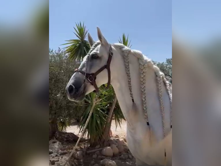 PRE Mix Gelding 10 years 16 hh Grey-Dapple in Valencia