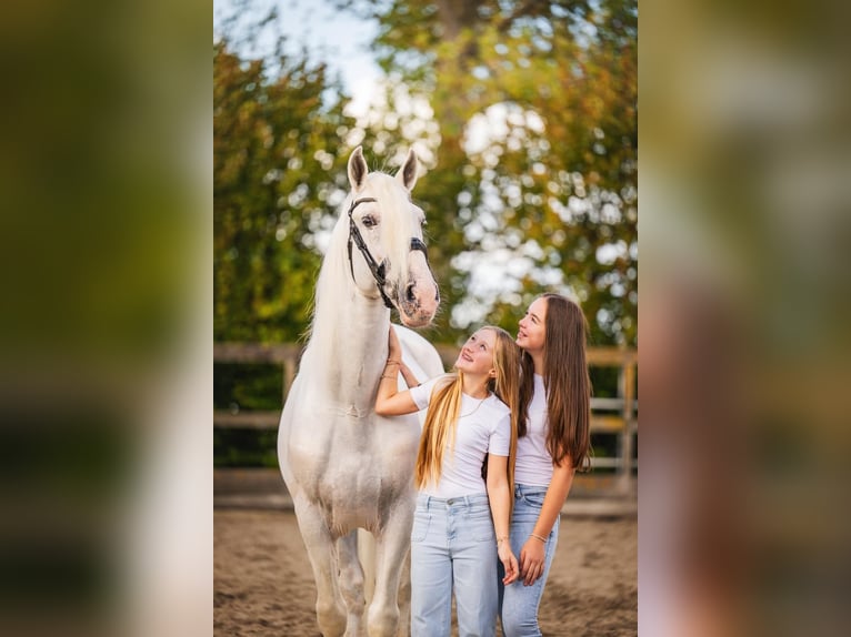 PRE Mix Gelding 10 years 16 hh Grey in Poeldijk