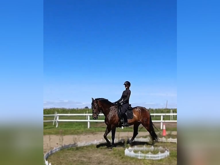 PRE Gelding 10 years 16,1 hh Bay in Nowy Sielc