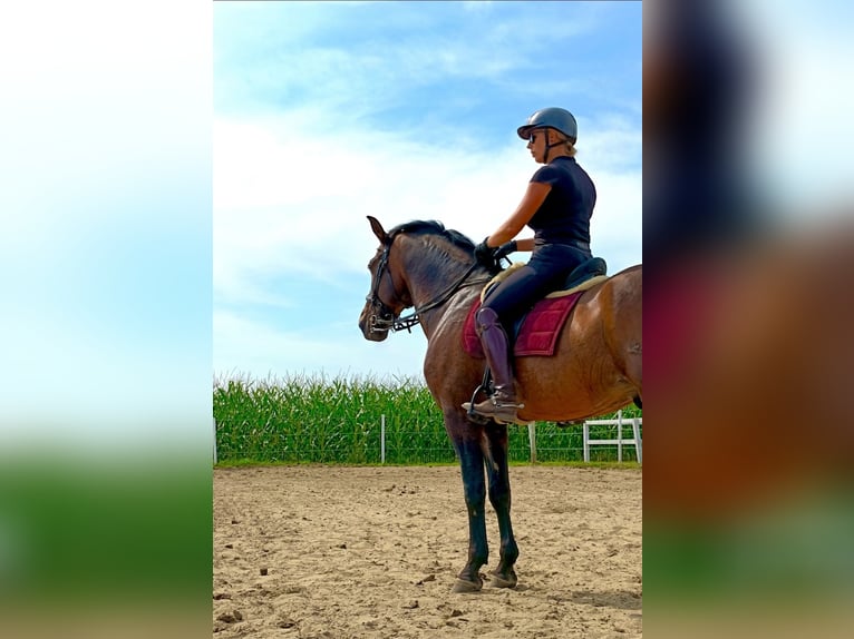 PRE Gelding 10 years 16,1 hh Bay in Nowy Sielc