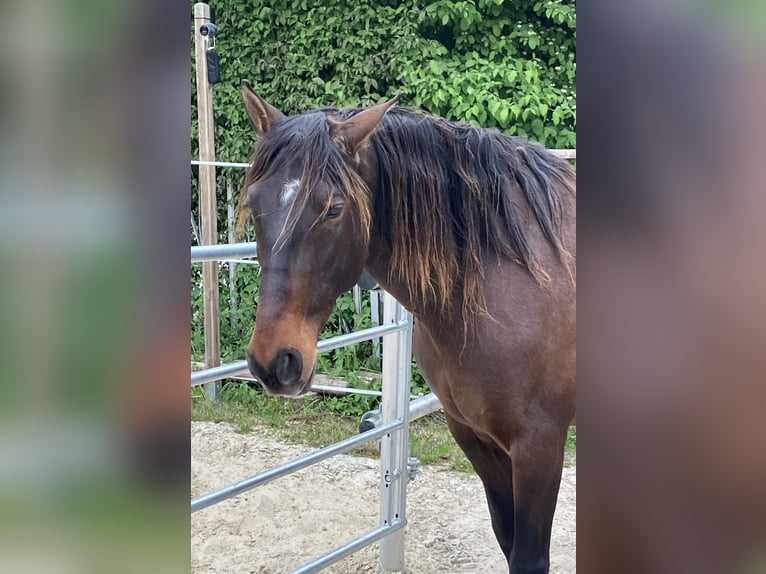PRE Gelding 10 years 16,1 hh Brown in Nuernberg
