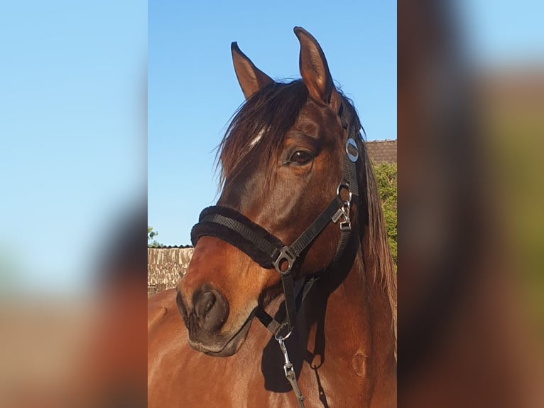 PRE Gelding 10 years 16,1 hh Brown in Nuernberg