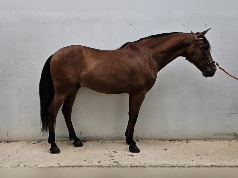 PRE Gelding 10 years 16,1 hh Brown in Grajuela
