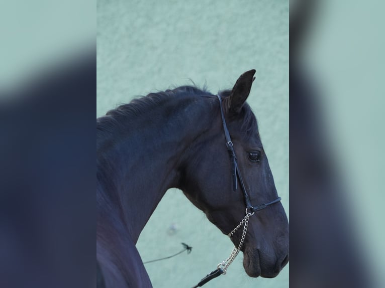 PRE Gelding 10 years 16,2 hh Black in Krumbach