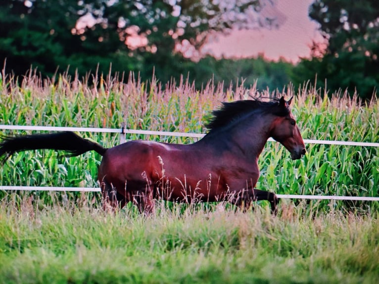 PRE Gelding 10 years 16,2 hh Brown in Großlangheim