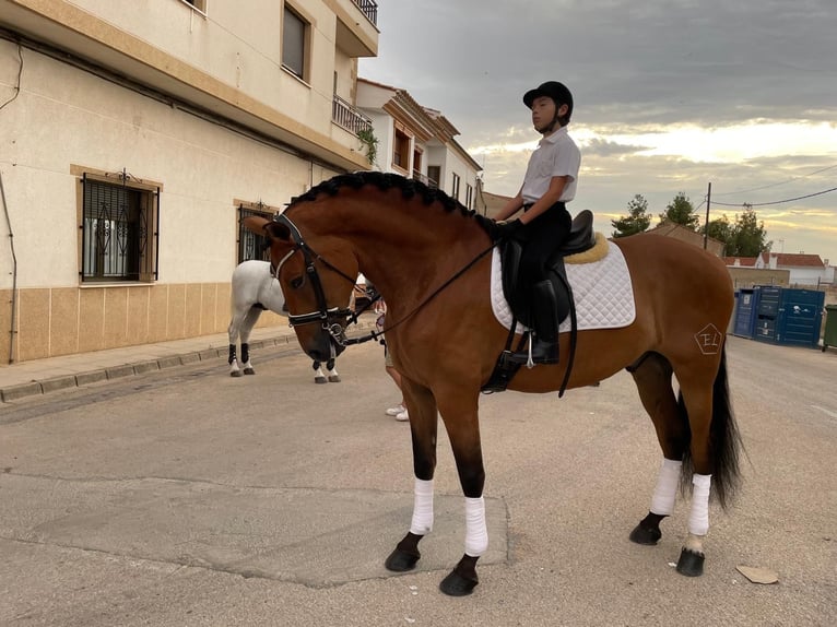 PRE Gelding 10 years 16,2 hh Brown-Light in Albacete