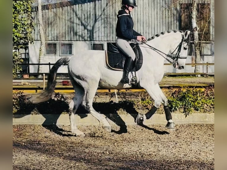 PRE Mix Gelding 10 years 16,2 hh Grey-Dapple in Sottrum