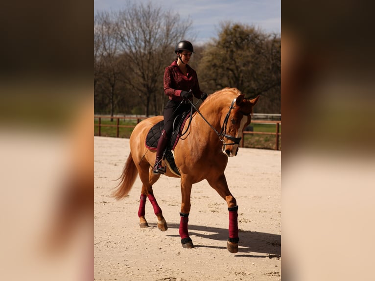 PRE Gelding 10 years 17,1 hh Chestnut in Grilly