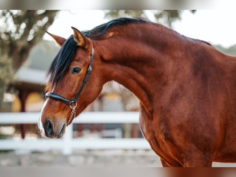 PRE Gelding 10 years 17 hh Brown in El Catllar