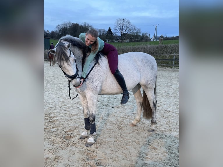 PRE Gelding 10 years Gray-Fleabitten in Kürten