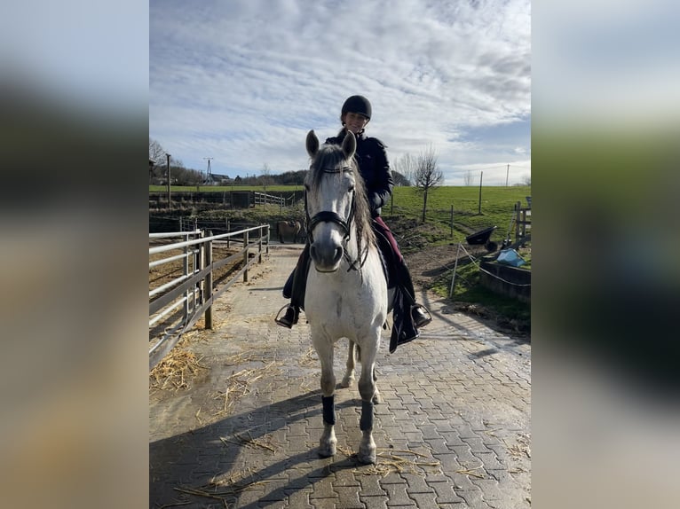 PRE Gelding 10 years Gray-Fleabitten in Kürten