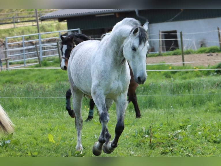 PRE Gelding 10 years Gray-Fleabitten in Kürten