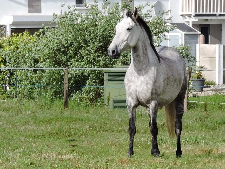 PRE Mix Gelding 11 years 14,3 hh Gray in Hourtin