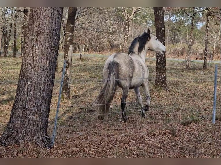 PRE Mix Gelding 11 years 14,3 hh Gray in Hourtin