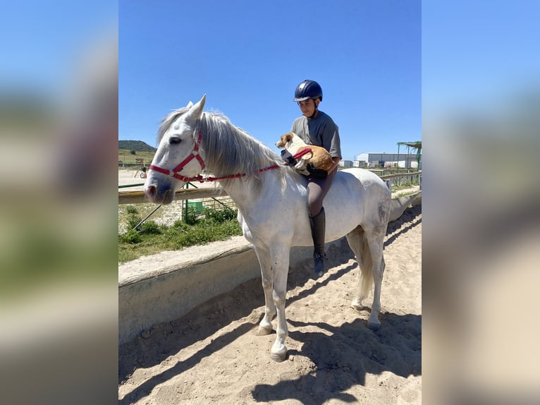 PRE Mix Gelding 11 years 15,1 hh Gray in Valladolid