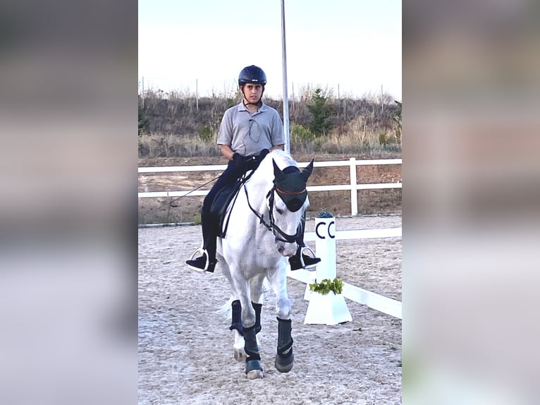 PRE Mix Gelding 11 years 15,1 hh Gray in Valladolid