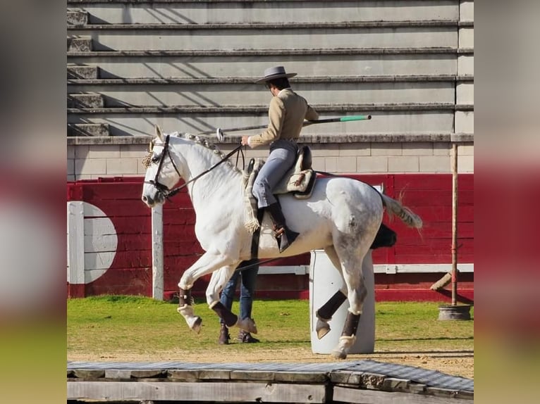 PRE Gelding 11 years 15,1 hh Gray in Valladolid