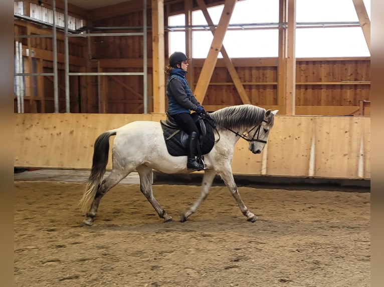 PRE Mix Gelding 11 years 15.1 hh Grey-Dapple in Karlshuld