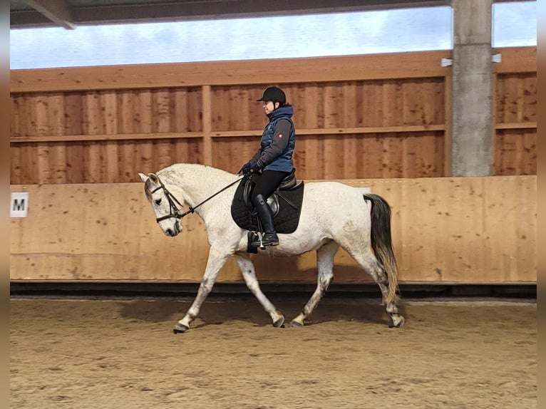 PRE Mix Gelding 11 years 15.1 hh Grey-Dapple in Karlshuld