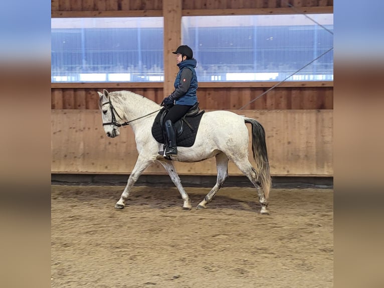 PRE Mix Gelding 11 years 15.1 hh Grey-Dapple in Karlshuld