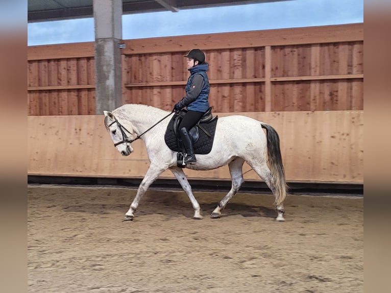 PRE Mix Gelding 11 years 15.1 hh Grey-Dapple in Karlshuld