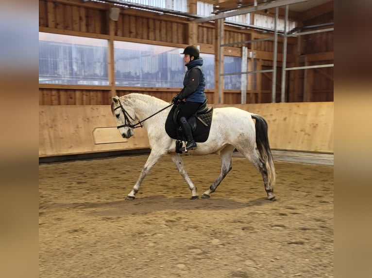 PRE Mix Gelding 11 years 15.1 hh Grey-Dapple in Karlshuld