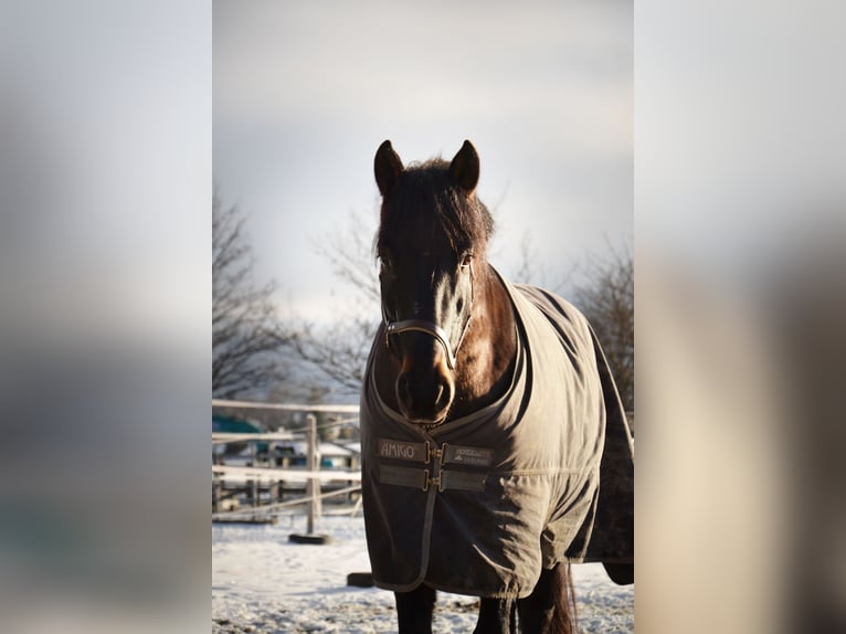 PRE Mix Gelding 11 years 15,2 hh Bay-Dark in Reutte