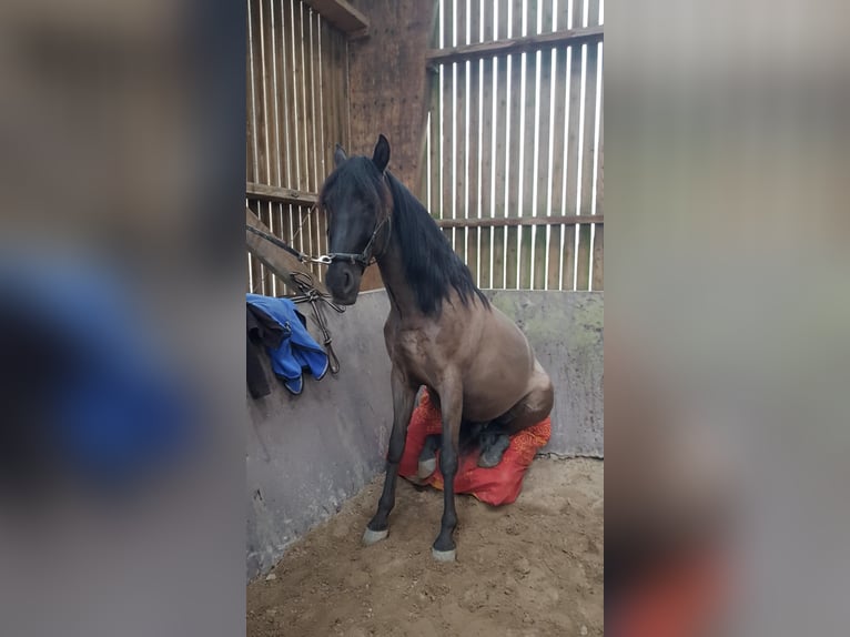 PRE Mix Gelding 11 years 15.2 hh Black in Radinghem en Weppes