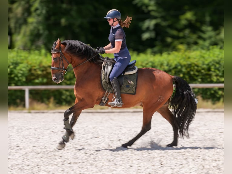 PRE Gelding 11 years 15.2 hh Brown in Neustadt (Wied)