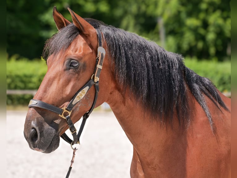PRE Mix Gelding 11 years 15.2 hh Brown in Neustadt (Wied)