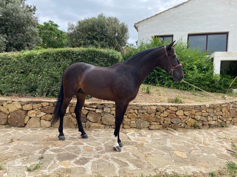 PRE Gelding 11 years 15.3 hh Bay-Dark in Villanueva de la Concepción