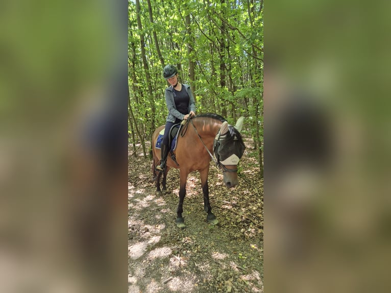 PRE Gelding 11 years 15.3 hh Brown in Eltville am Rhein