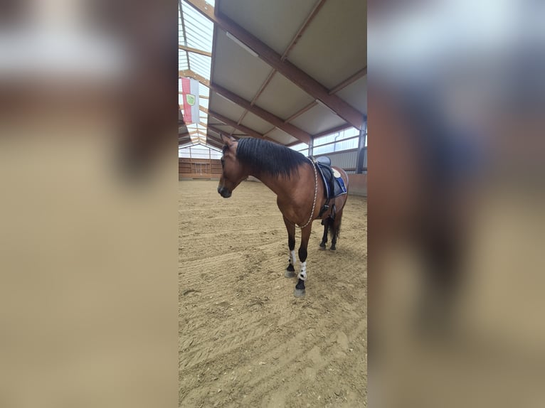 PRE Gelding 11 years 15.3 hh Brown in Eltville am Rhein