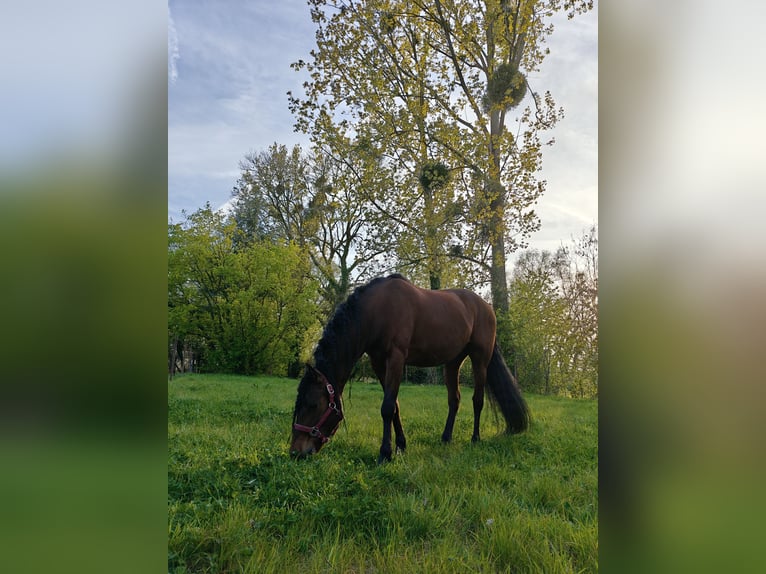 PRE Gelding 11 years 15.3 hh Brown in Quenast
