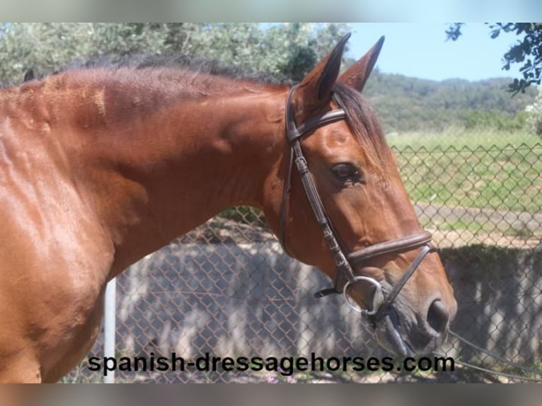 PRE Gelding 11 years 15,3 hh Brown in Barcelona