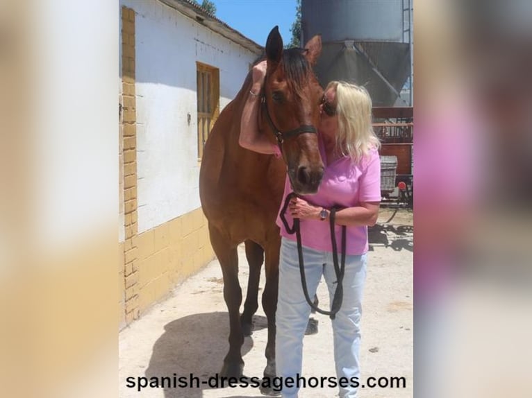 PRE Gelding 11 years 15,3 hh Brown in Barcelona