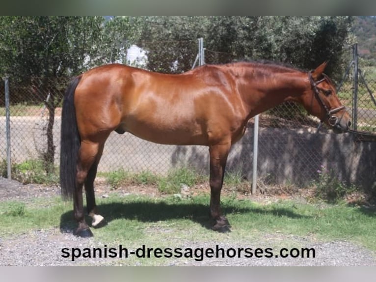 PRE Gelding 11 years 15,3 hh Brown in Barcelona