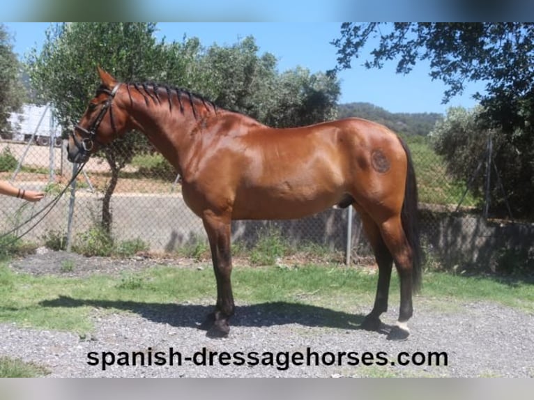 PRE Gelding 11 years 15,3 hh Brown in Barcelona