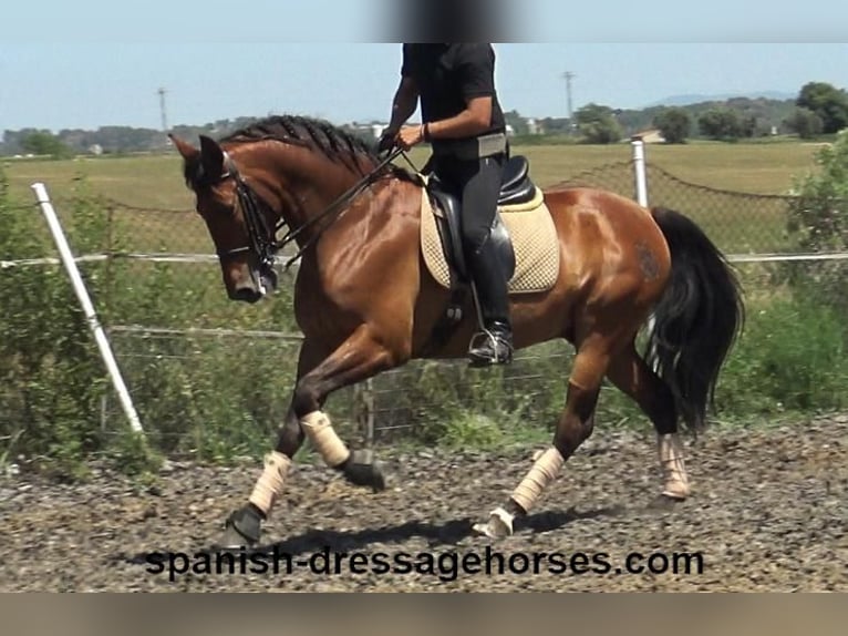 PRE Gelding 11 years 15,3 hh Brown in Barcelona