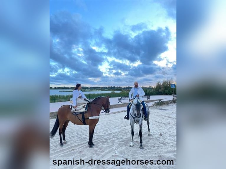 PRE Gelding 11 years 15,3 hh Brown in Barcelona