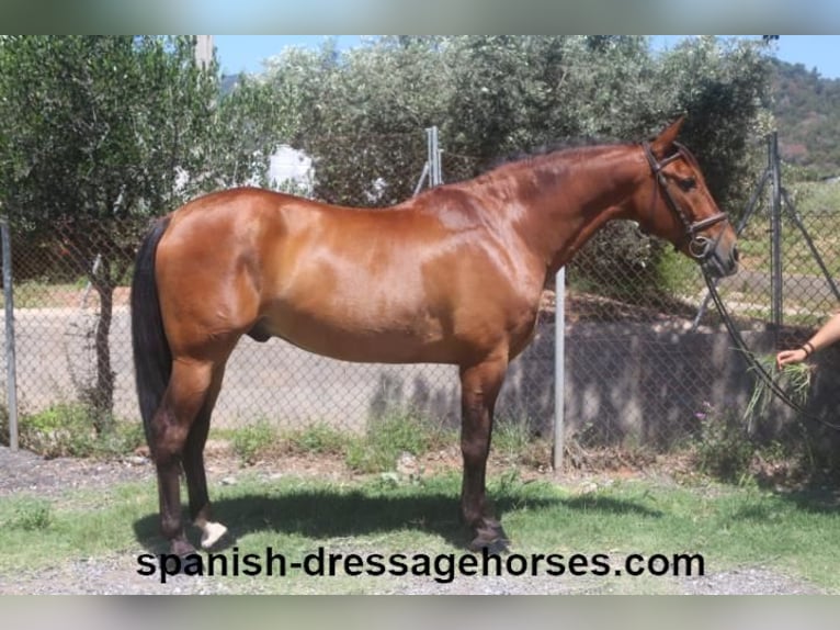 PRE Gelding 11 years 15,3 hh Brown in Barcelona