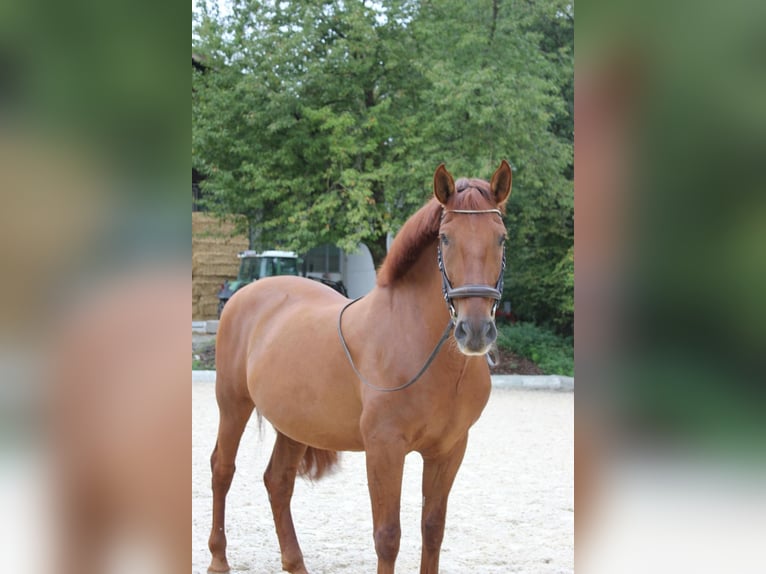 PRE Mix Gelding 11 years 15.3 hh Chestnut-Red in Böheimkirchen